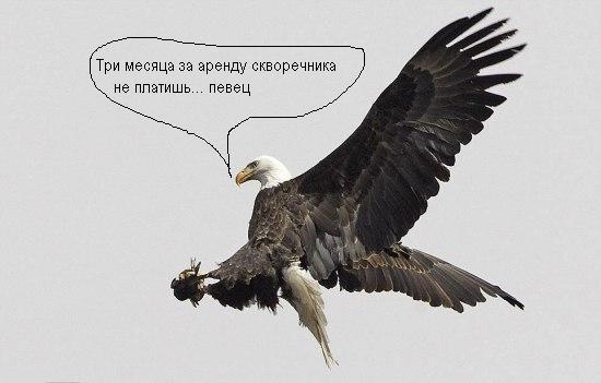 Птичку жалко