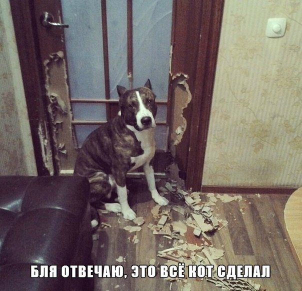 Смешные картинки с подписями 2