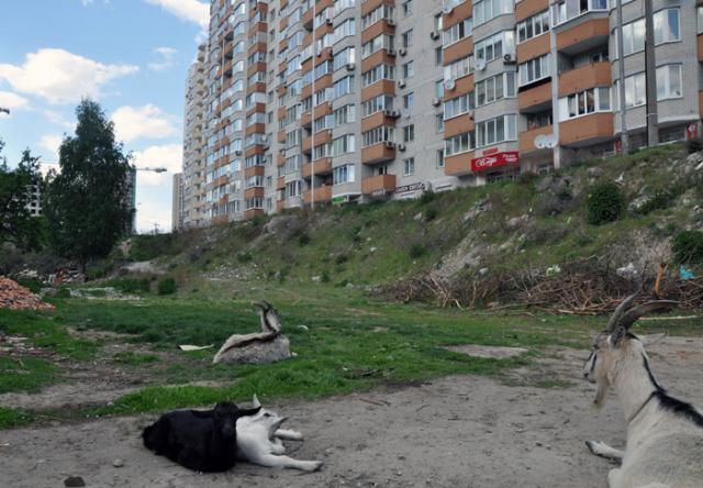 Свиньи, козы, кролики... в центре города!