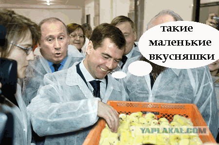 Какие нах санкции, у меня тут шмель!