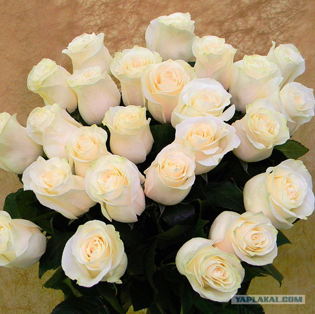 Wargaming 15