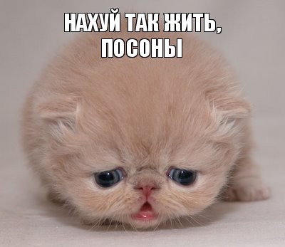 Как жена скажет