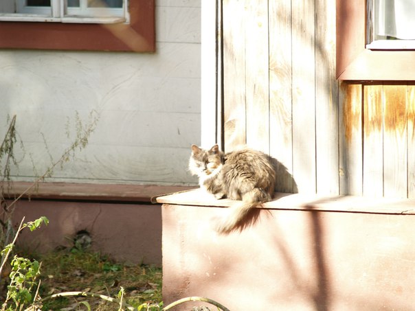 Котовторник 03.11.2015