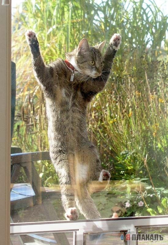 Коты, кошки, котята
