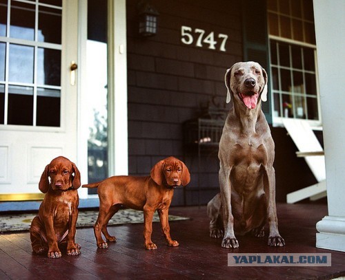 Собакочетверг