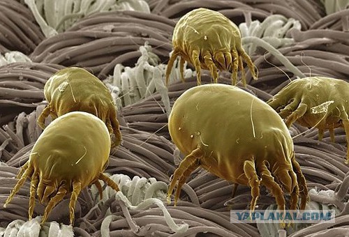 Мир в миллиметре