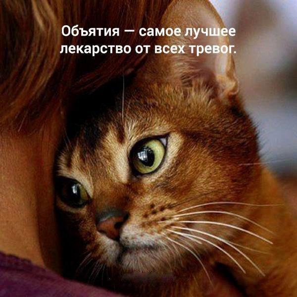 Мохнатые беспредельщики