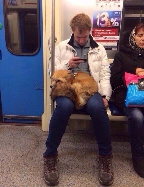 Весёлые картинки