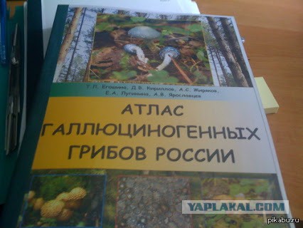 Белый гриб. Таймлапс: Наконец-то я это увидел