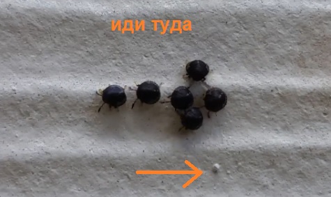 Кажется, эти ребята пытаются передать нам какой-то код