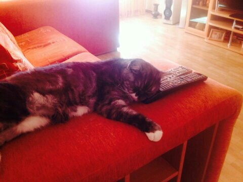 Коты и Кошки