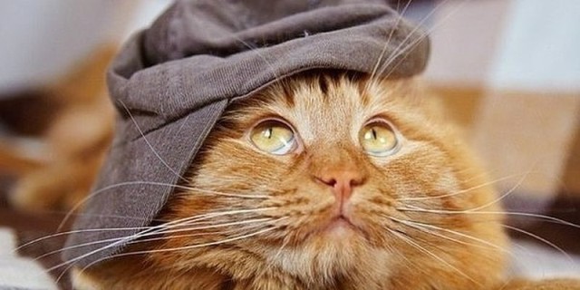 Коты и Кошки
