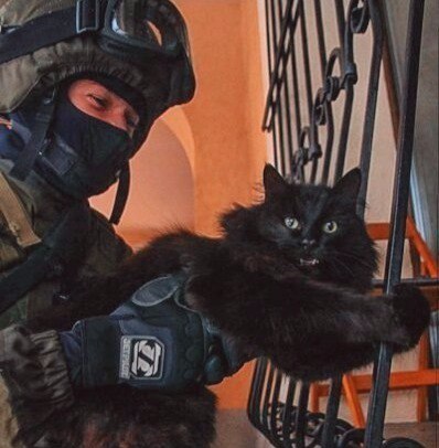24 кота, которые подняли дерзость на новый уровень