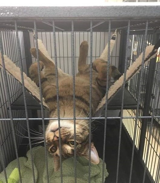 Коты и Кошки