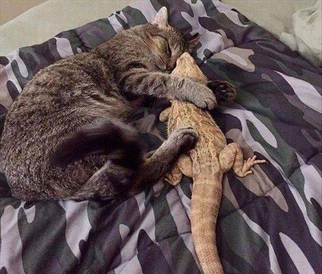 Коты и Кошки