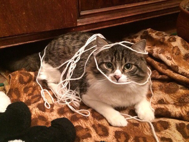 Коты и Кошки