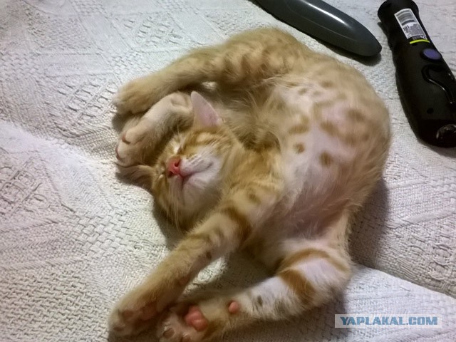 Котовторник  05.12.2017