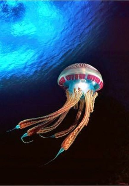 Живность из сети