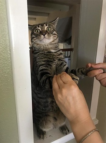 Прикольных котов пост