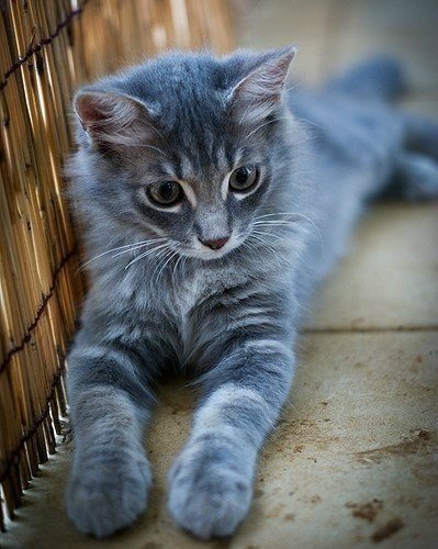 Кот без прикрас