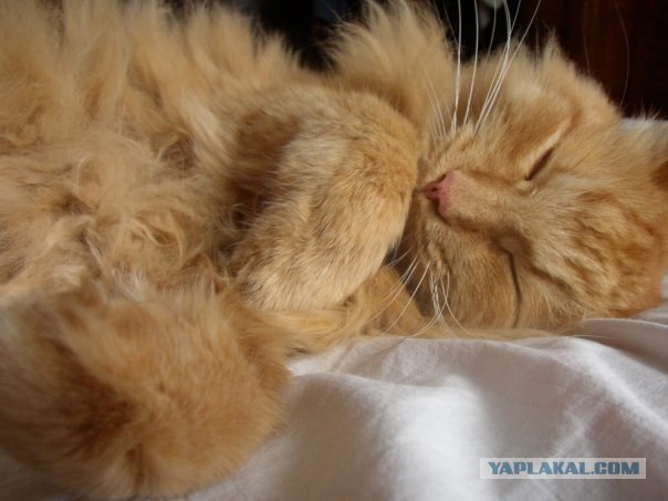 Котовторник на вторник! (30.09.2008)