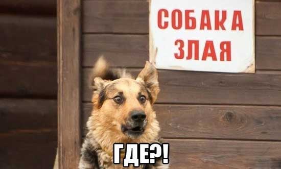 Их глаза... (собакочетвергу посвящяется)
