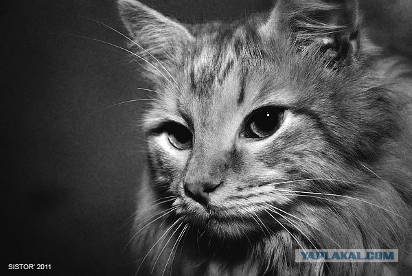 Котовторник стартует