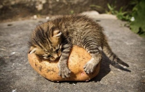 Начинаем котовторник!