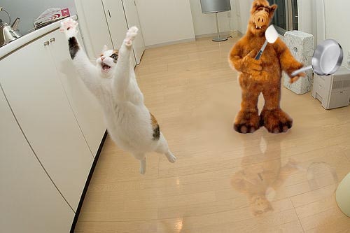 Котовторник! 11.10.11