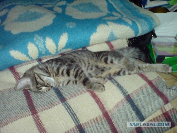 Котовторник 17 января