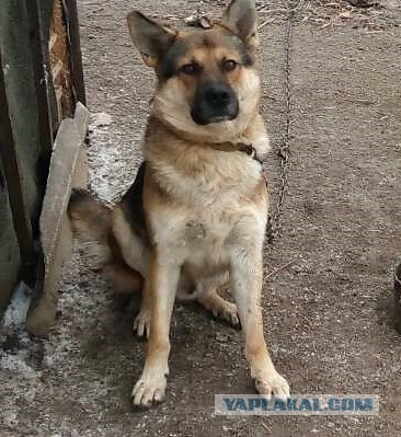 Поехавший пёс кинулся на поехавшего хозяина