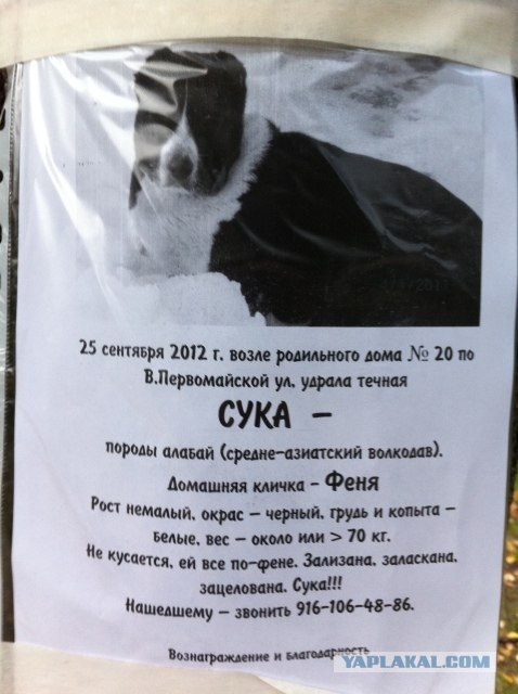 Алабайка, прикованная к дереву цепью в лесу