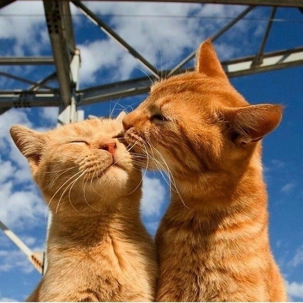 Забавные фото котеек