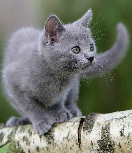 Забавные фото котеек