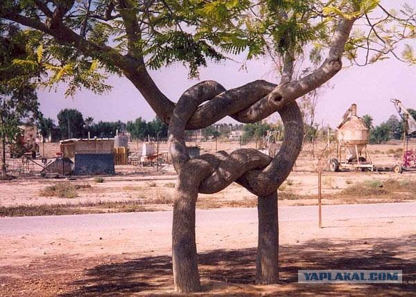 10 удивительных созданий растительного мира