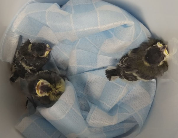 О человеческой доброте и человеческой жестокости. (Про кошек)