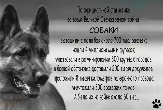 Четвероногие солдаты войны. Пожертвовавшим собой посвящается...