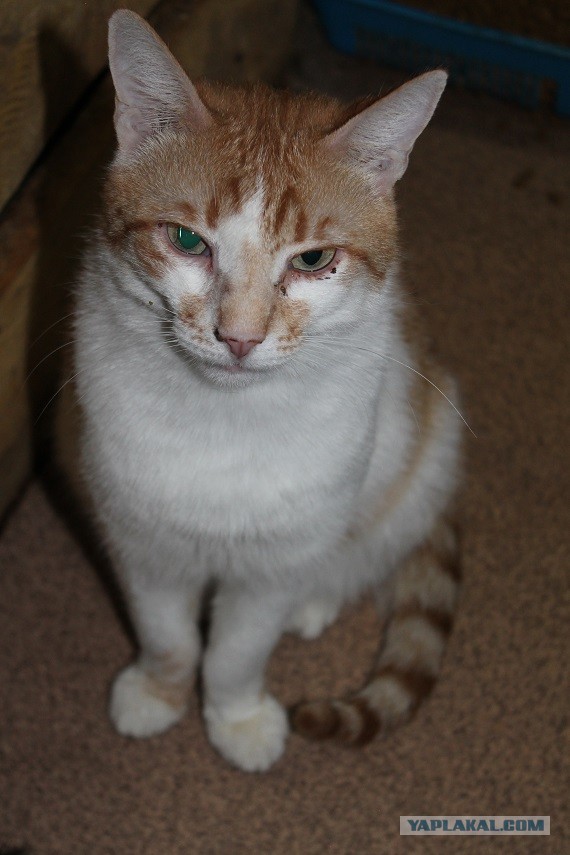 Жизнь домашнего приюта "Котоленд" 269