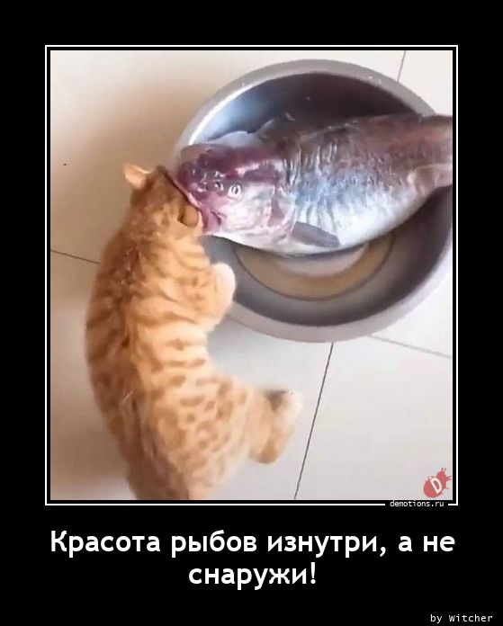 Баянисто-небаянистый юмор 23.08.21