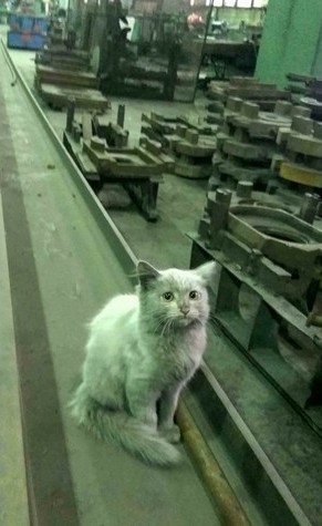 Магазинные кошки, выглядящие так, будто они и есть хозяева