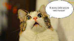 В центре Гамалеи призвали вакцинировать кошек