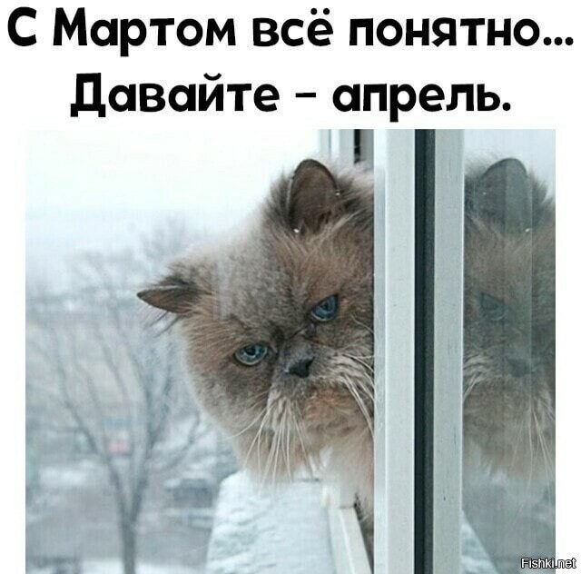 Котовторник