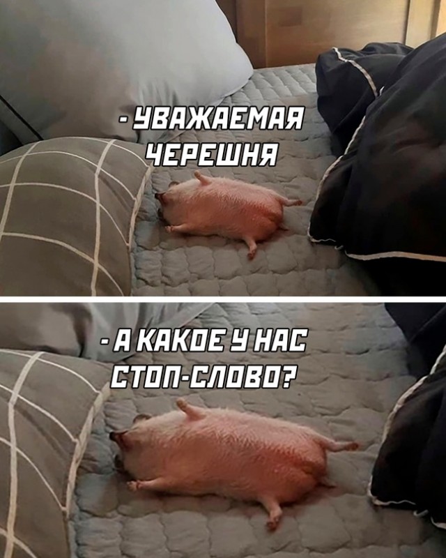 Шпанка попёрла