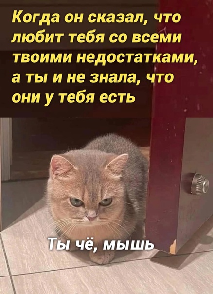 Весёлый полтишок 08.11.22