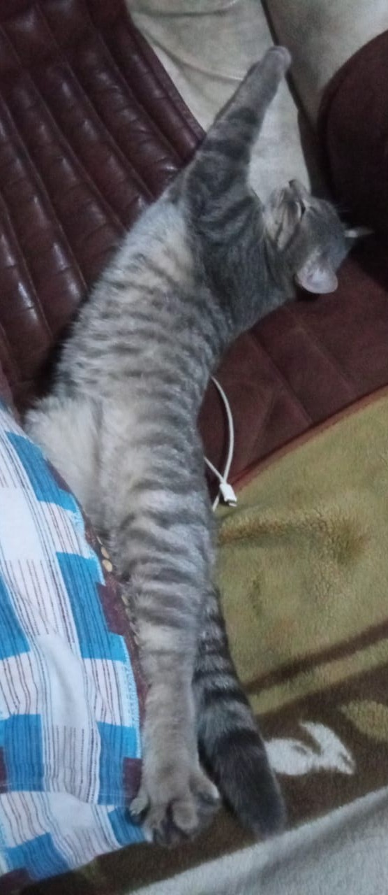 Вторник, сэр кот