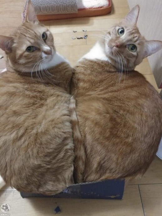 Подборка интересных и веселых картинок