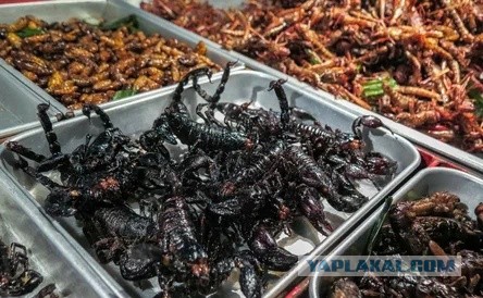 Роскачество обнаружило в пельменях патогенные бактерии