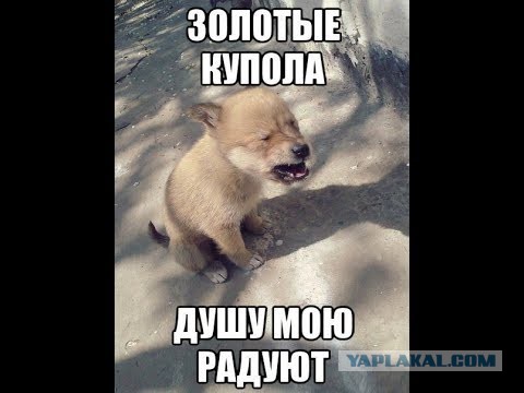 Певец хвостатый