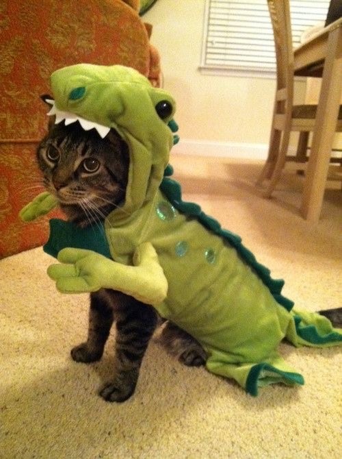 Котовторник в картинках