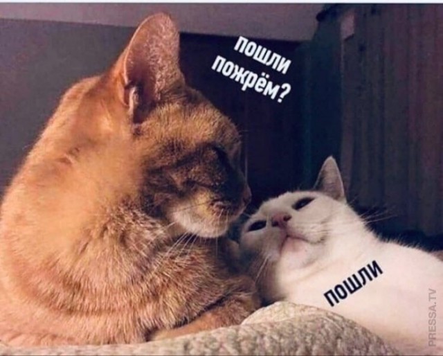 Весёлые картинки 2